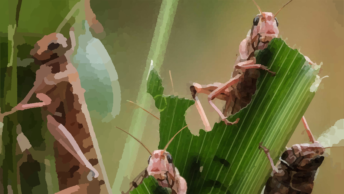 Background graphic for section 3:locusts.jpg