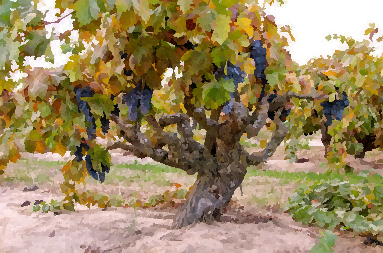 Background graphic for section 2:vine.jpg